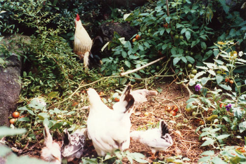 p58-1